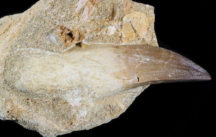 Rooted Mosasaur (Prognathodon) Tooth In Matrix #43202